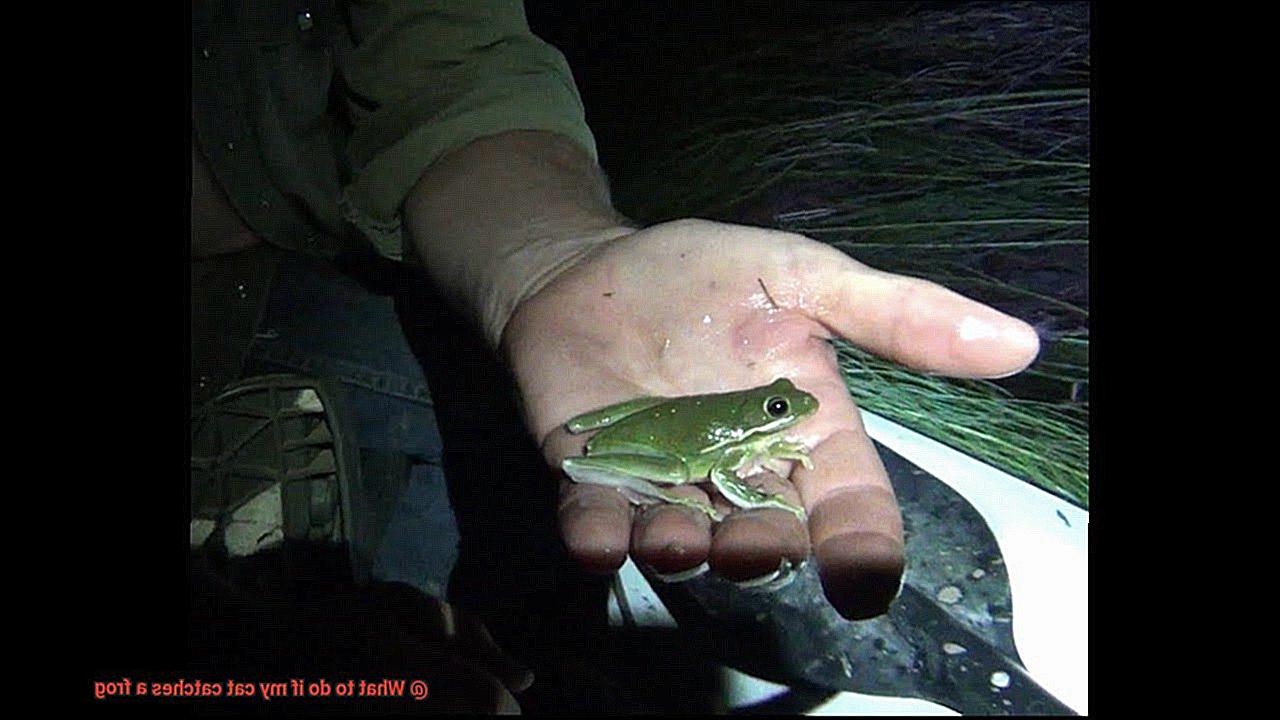 What to do if my cat catches a frog-4