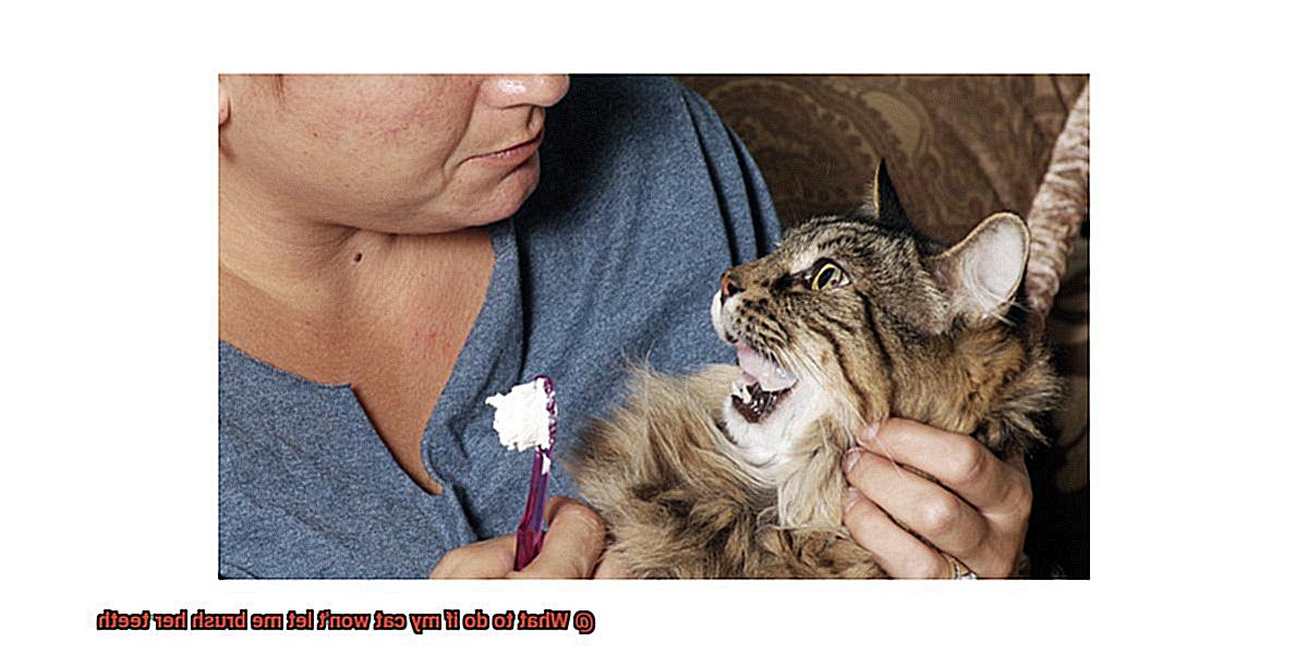 What to do if my cat won't let me brush her teeth-4