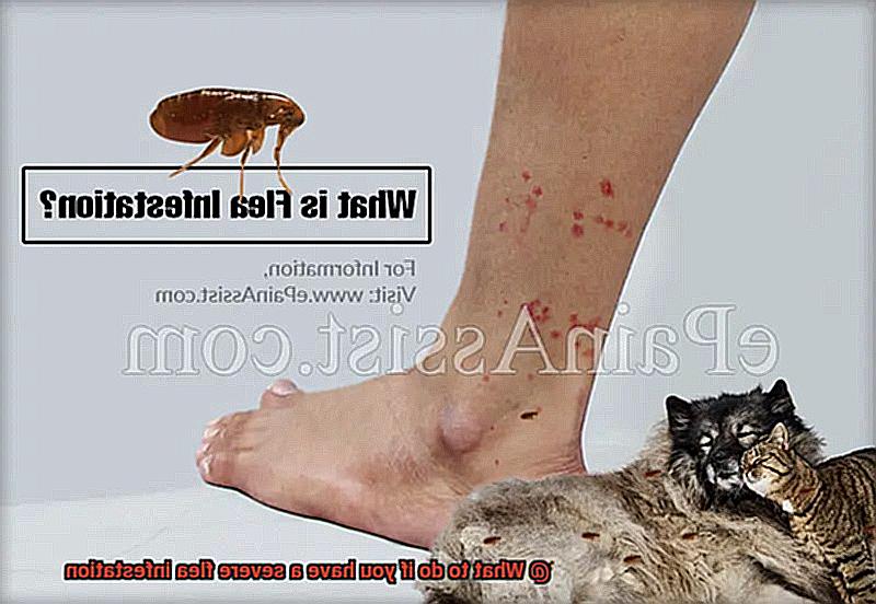 What to do if you have a severe flea infestation-2