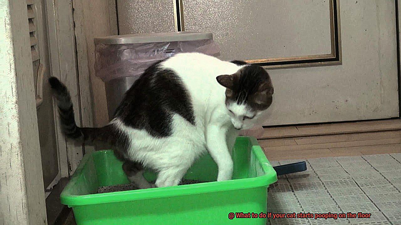 What to do if your cat starts pooping on the floor-3