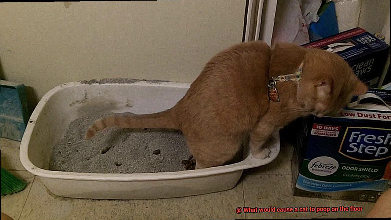 What would cause a cat to poop on the floor-2
