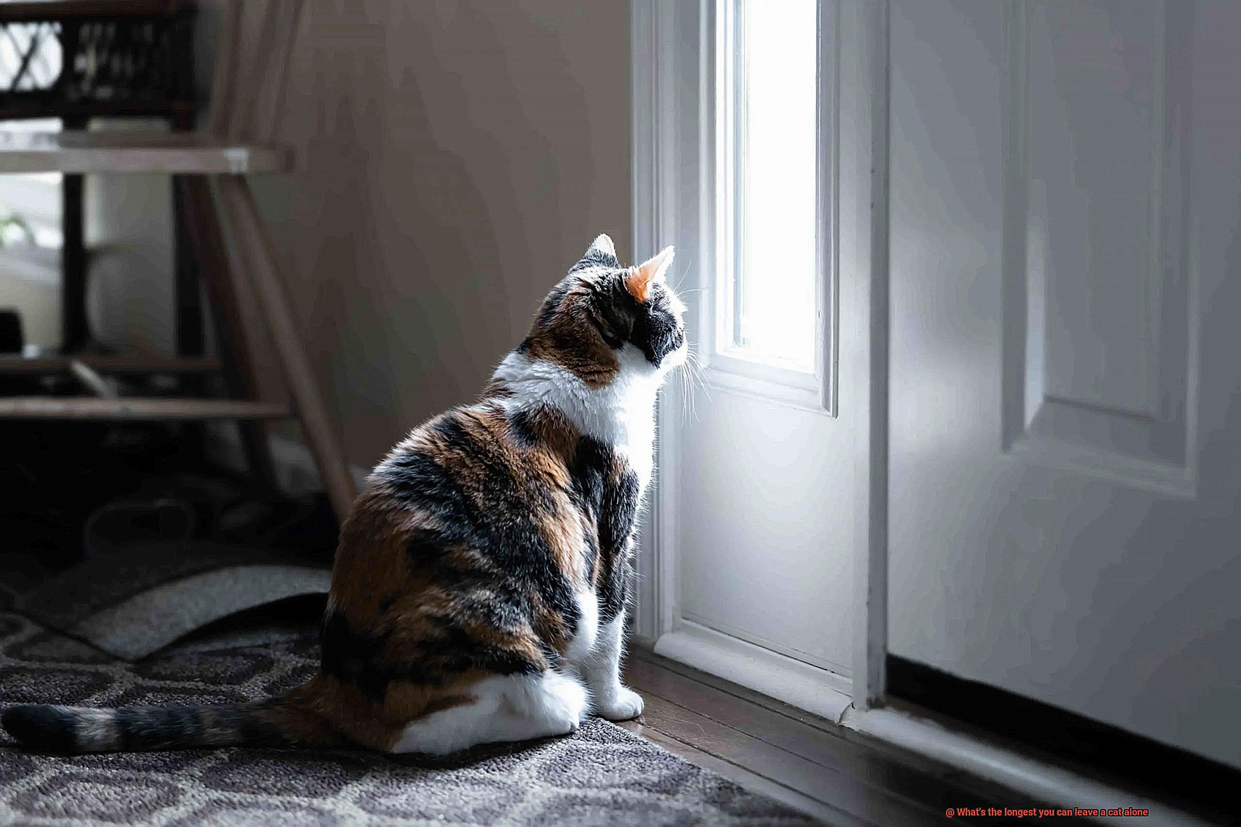 What's the longest you can leave a cat alone-3