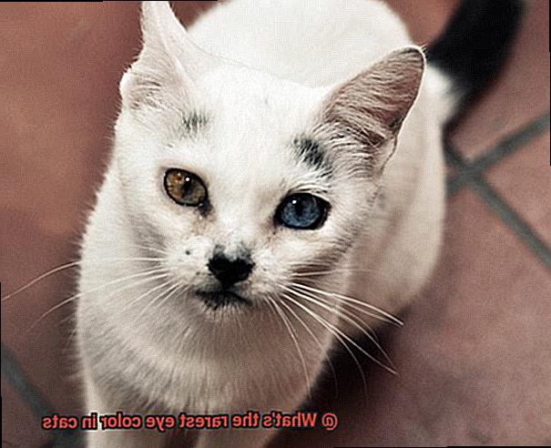 What s The Rarest Eye Color In Cats 21Cats what-s-the-rarest-eye-color-in-cats-21cats