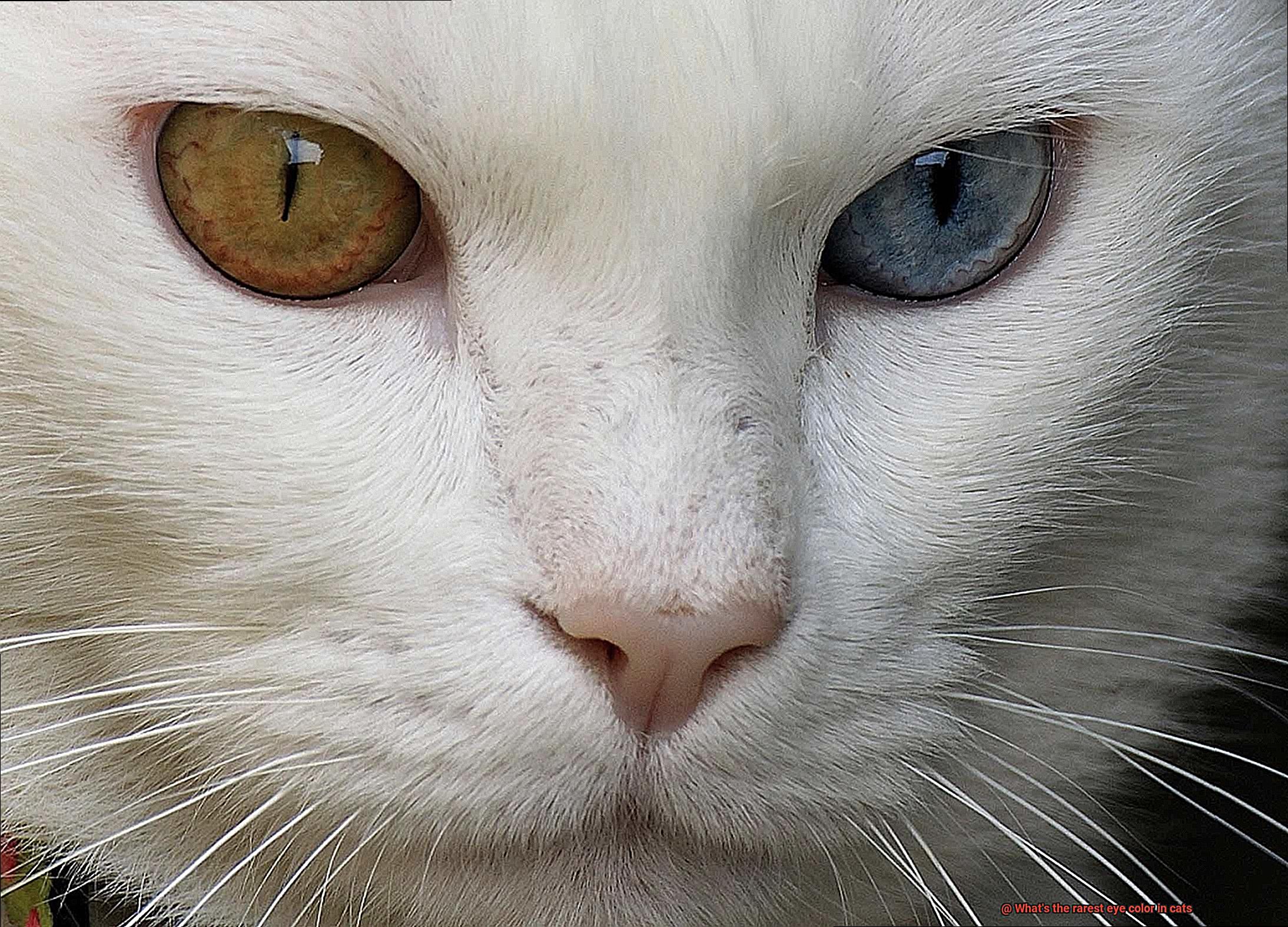 What's the rarest eye color in cats-2