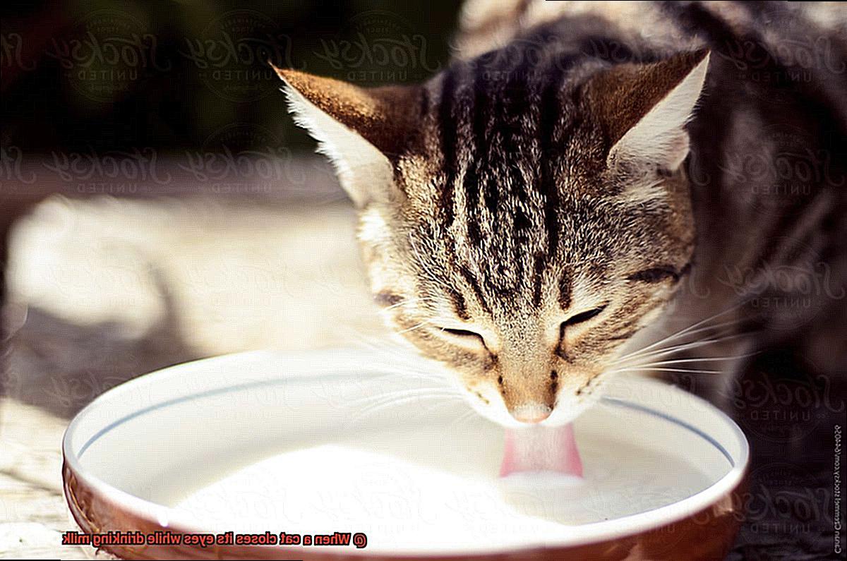 When a cat closes its eyes while drinking milk-2