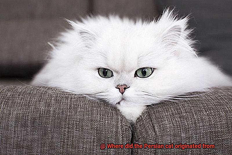 Where did the Persian cat originated from-2