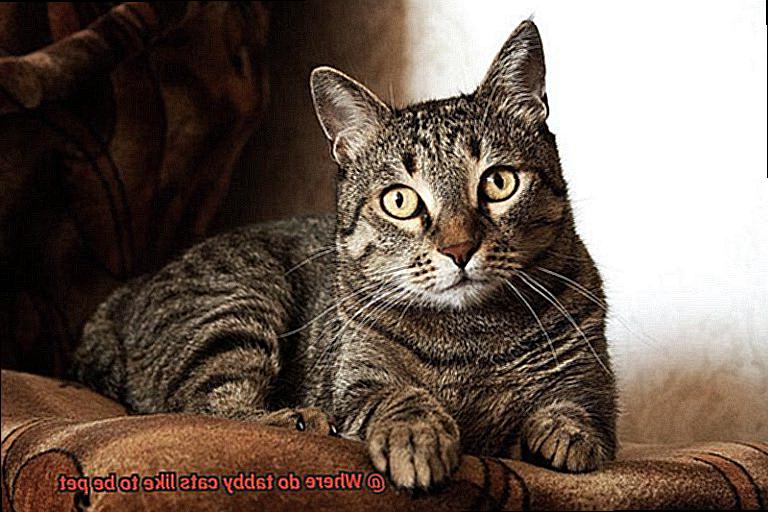 Where do tabby cats like to be pet-2