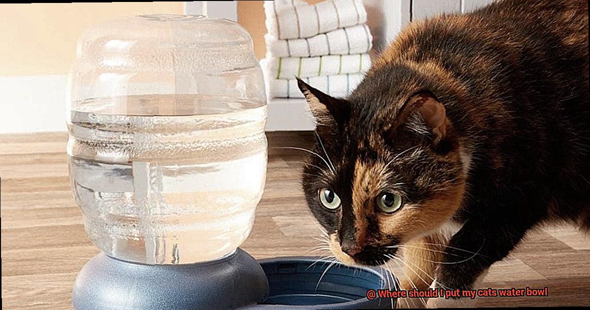 Where should I put my cats water bowl-4