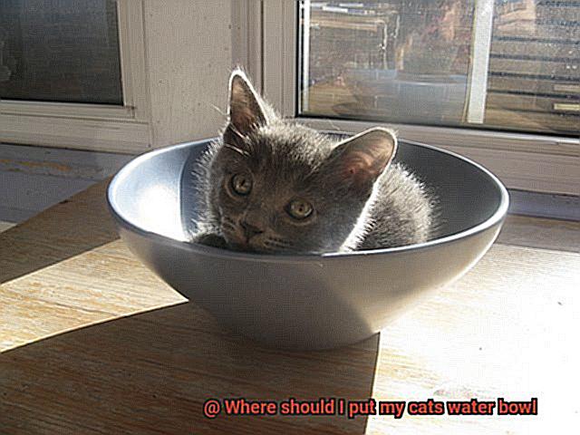 Where should I put my cats water bowl-3