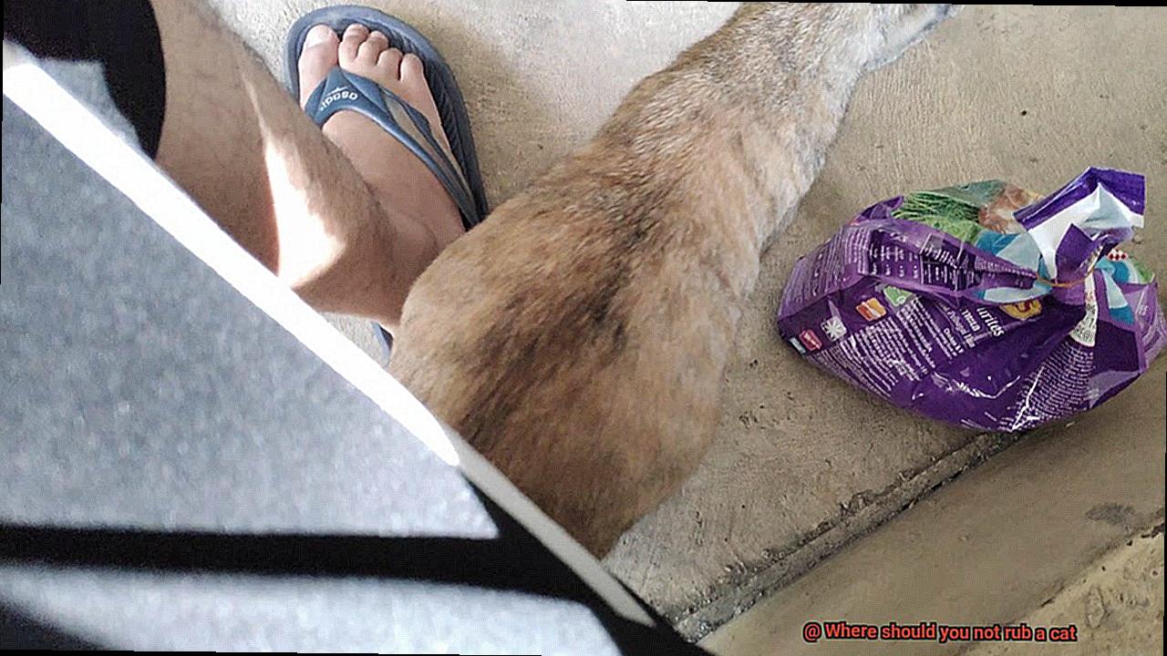 Where should you not rub a cat-2