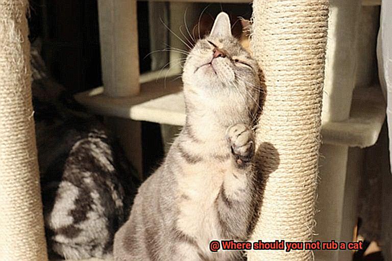 Where should you not rub a cat-3