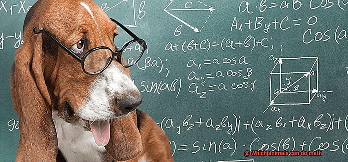Which animals can do math-2