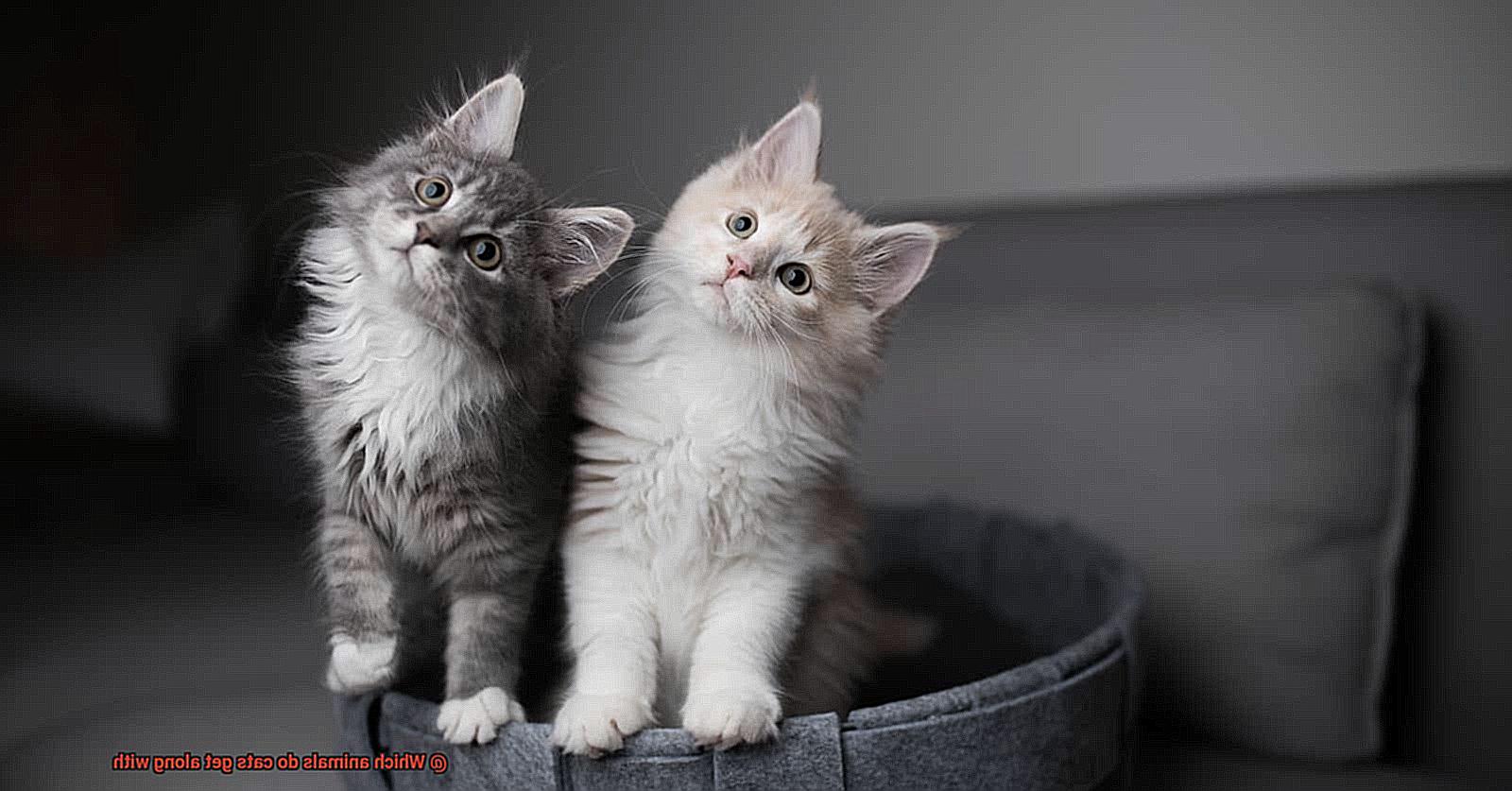 Which animals do cats get along with-2