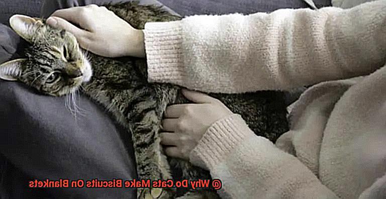 Why Do Cats Make Biscuits On Blankets-2