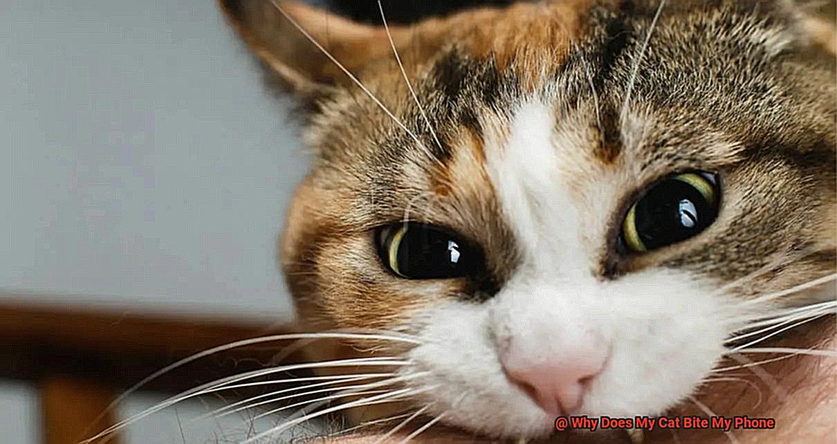 Why Does My Cat Bite My Phone-2