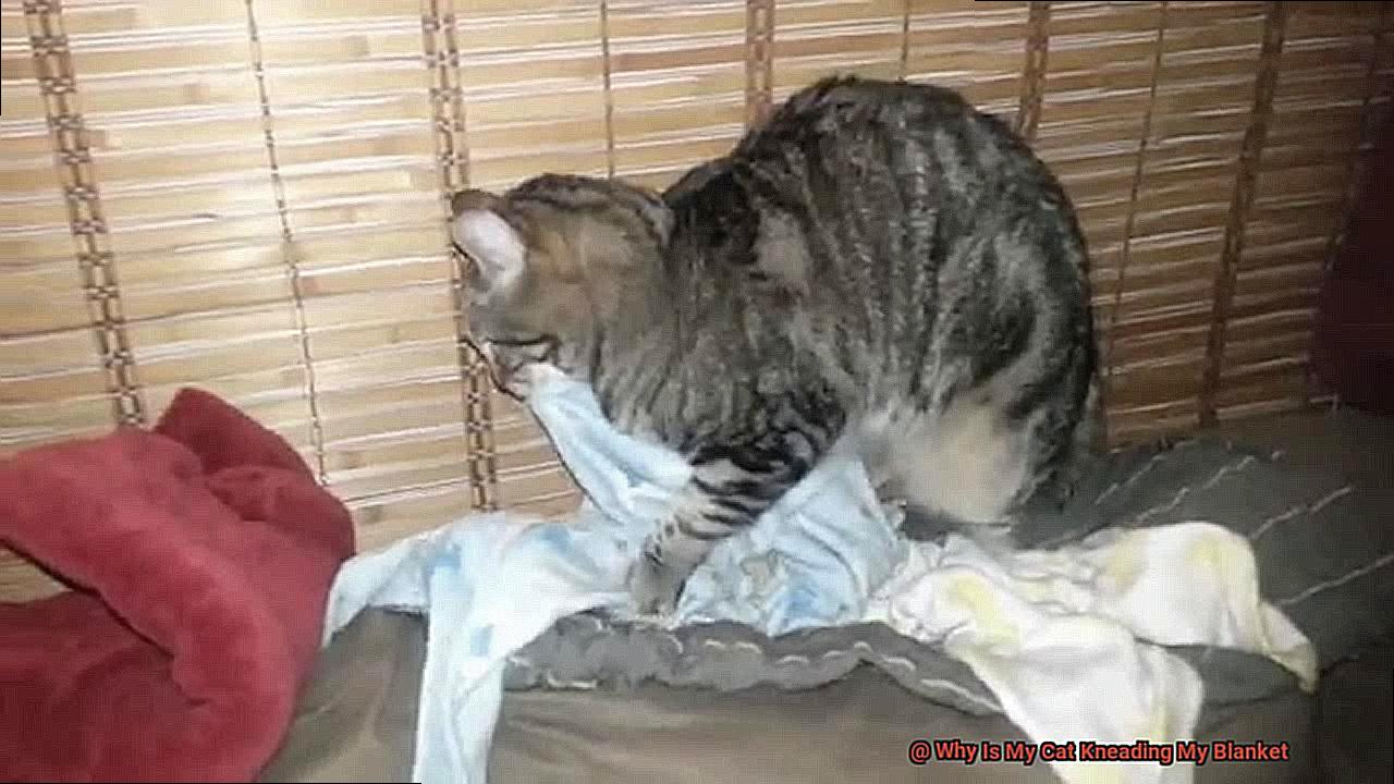 Why Is My Cat Kneading My Blanket-3