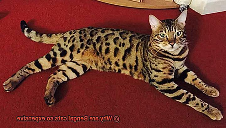 Why are Bengal cats so expensive-2