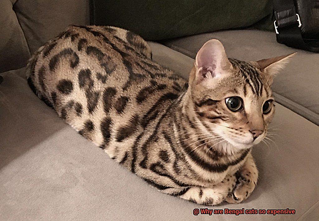 Why are Bengal cats so expensive-3
