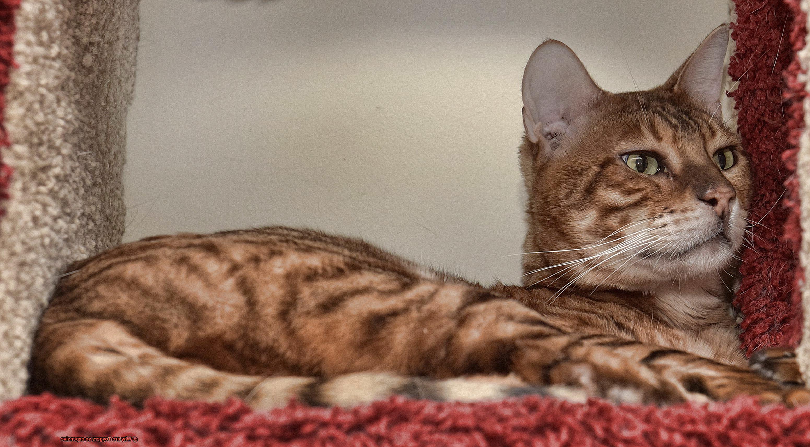 Why are Toygers so expensive-2