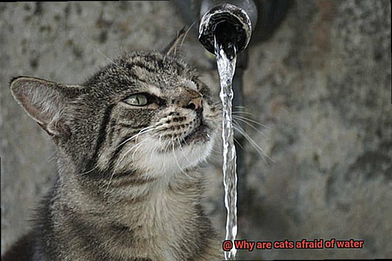 Why are cats afraid of water-3