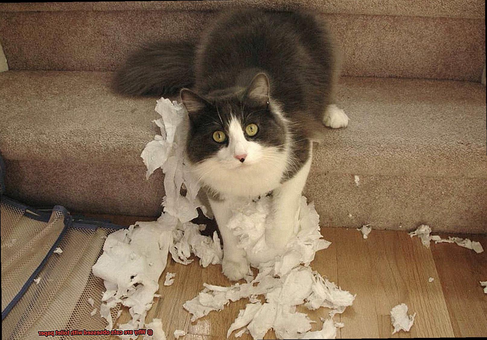 Why are cats obsessed with toilet paper-4