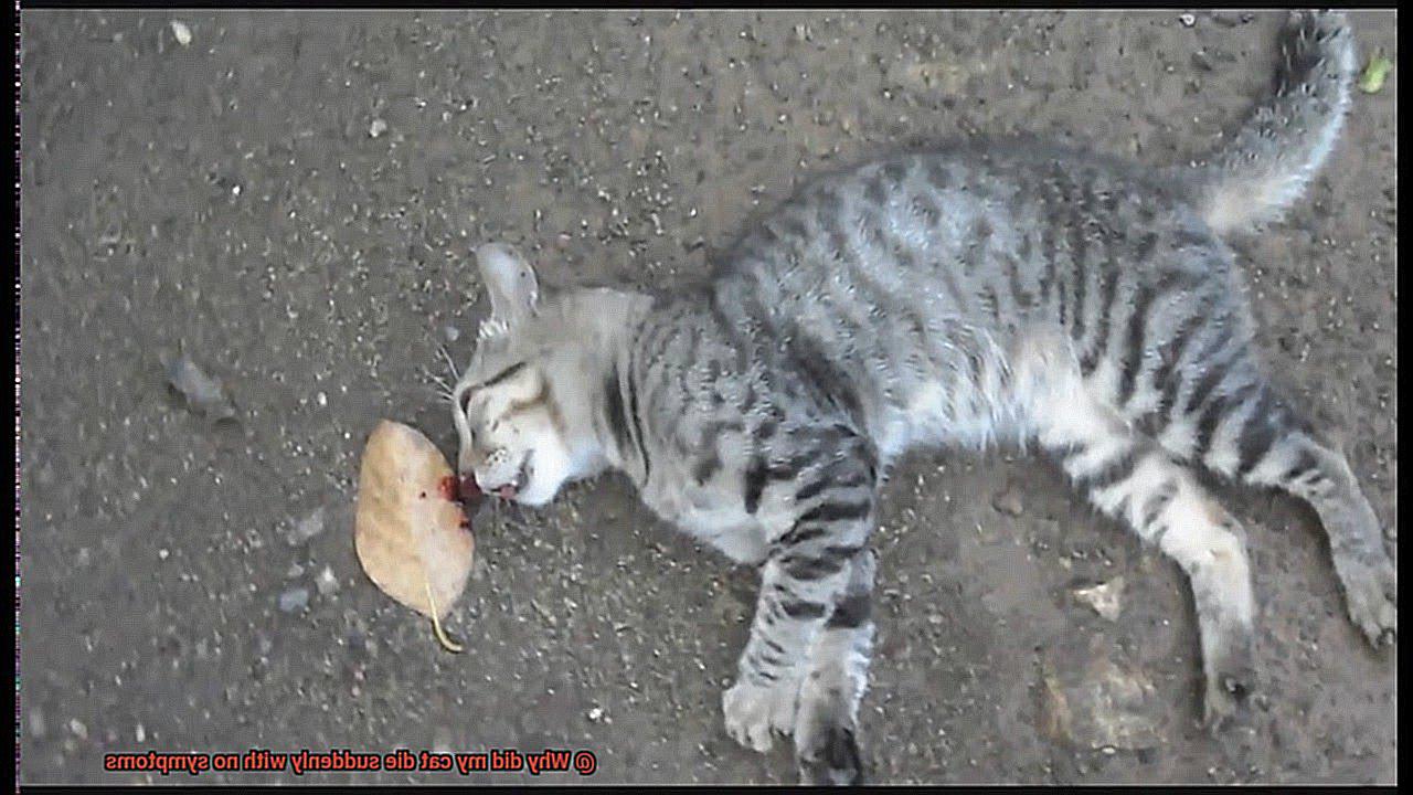 Why did my cat die suddenly with no symptoms-2