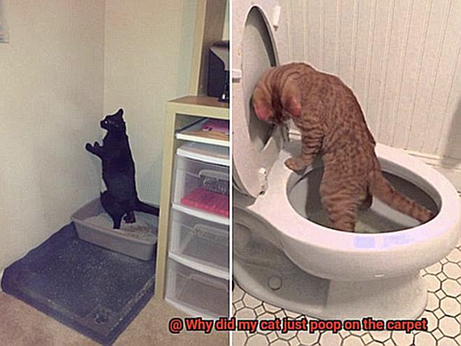 Why did my cat just poop on the carpet-2