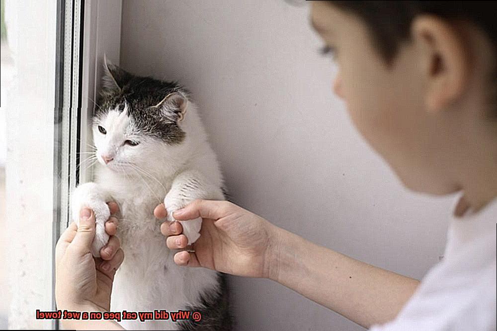 Why did my cat pee on a wet towel-2