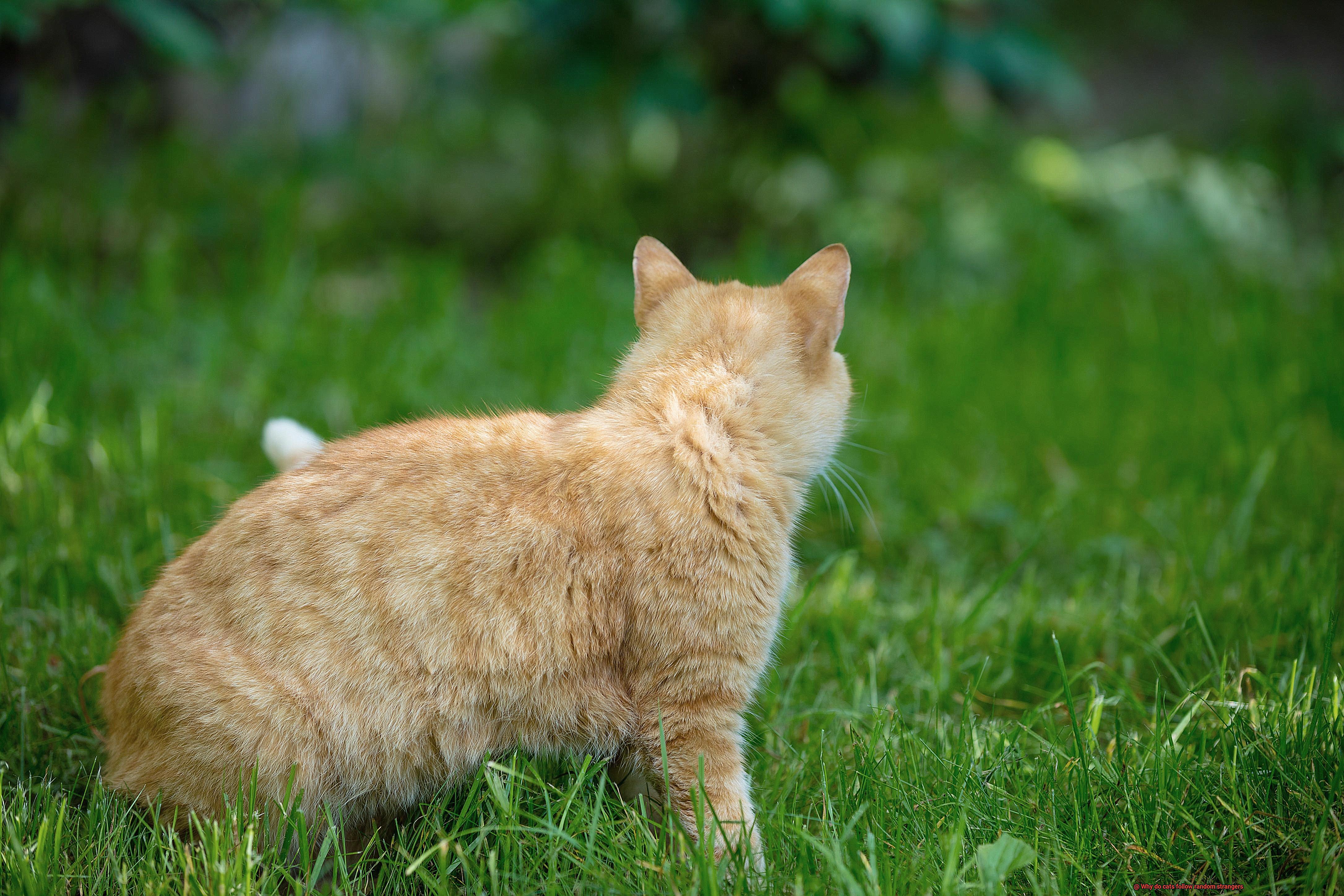 Why do cats follow random strangers-3
