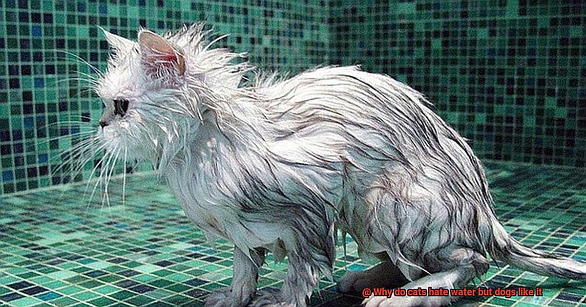 Why do cats hate water but dogs like it-2