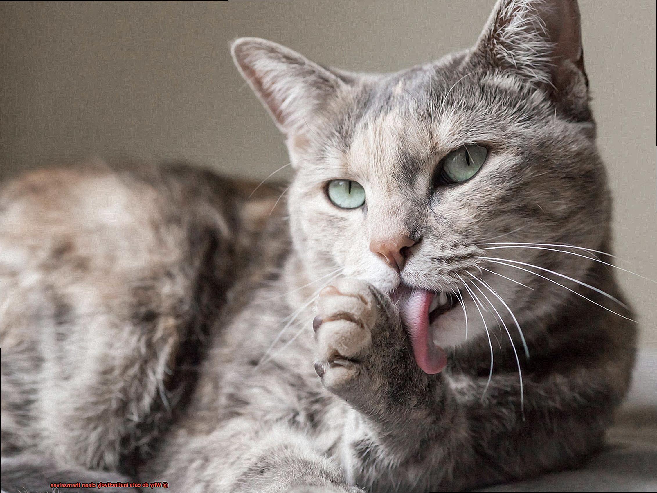 Why do cats instinctively clean themselves-5
