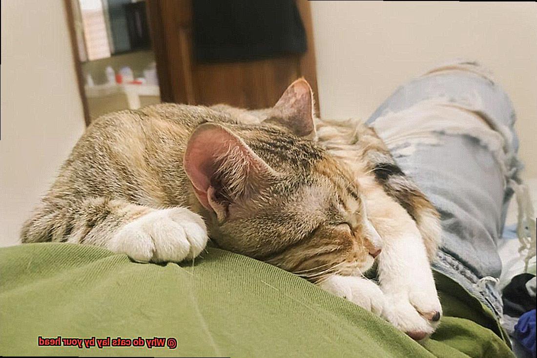 Why do cats lay by your head-2