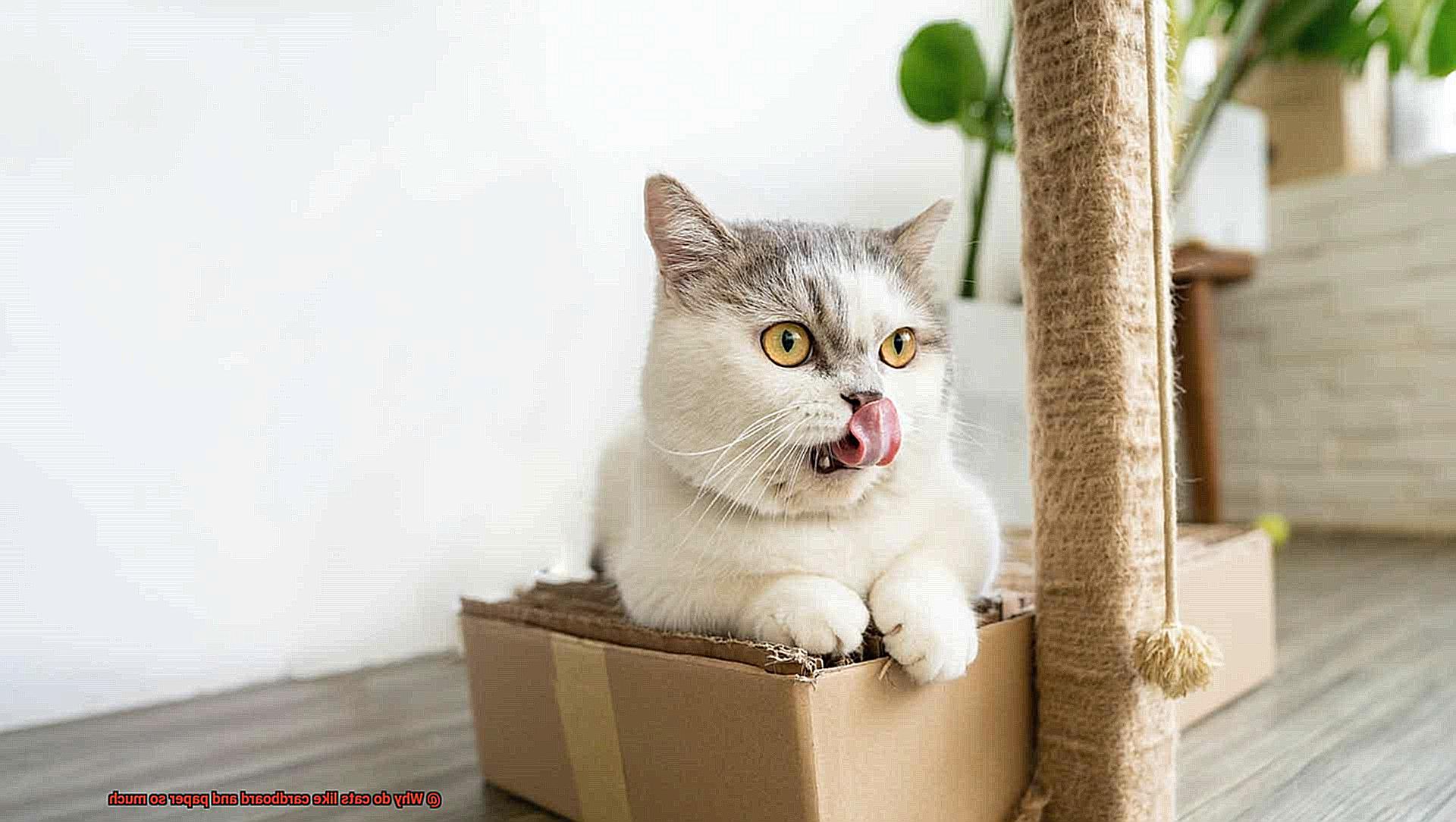 Why do cats like cardboard and paper so much-2