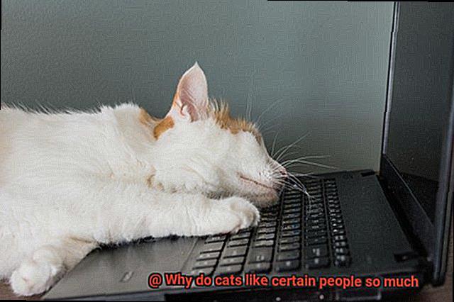 Why do cats like certain people so much-4