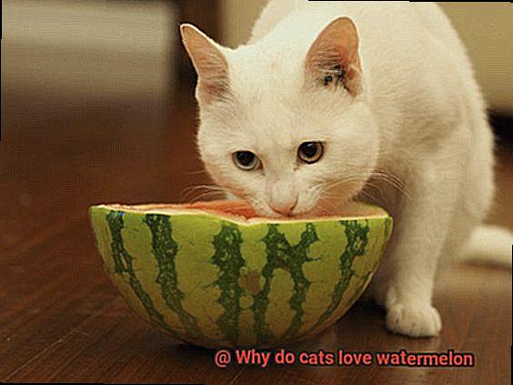 Why do cats love watermelon-4