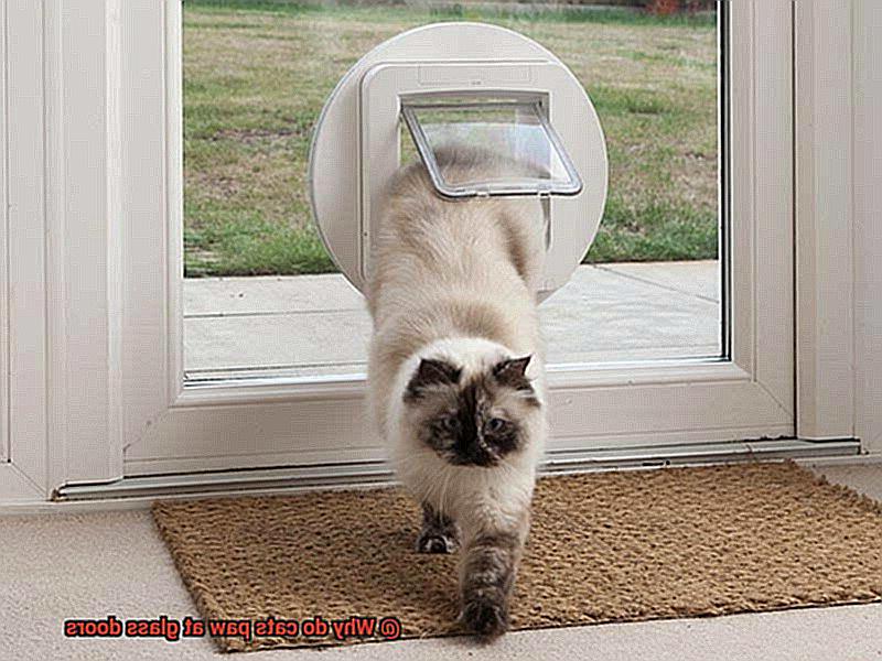 Why do cats paw at glass doors-2