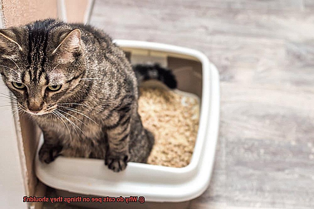 Why do cats pee on things they shouldn't-2