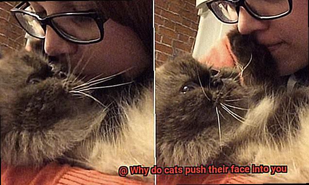 Why do cats push their face into you-2