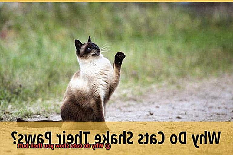 Why do cats show you their butt-2