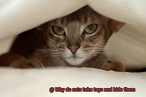 Why do cats take toys and hide them-3