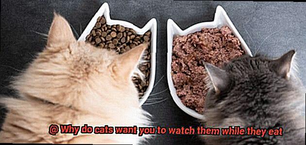 Why do cats want you to watch them while they eat-2