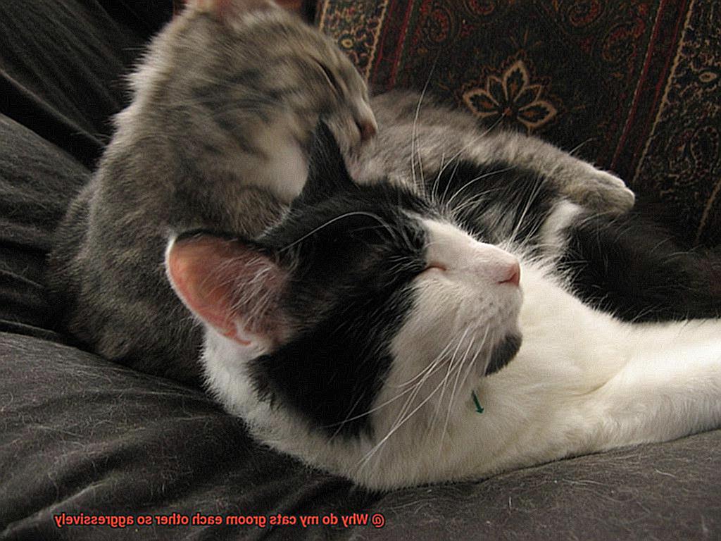 Why do my cats groom each other so aggressively-2