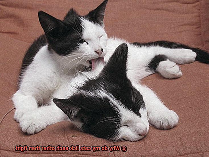 Why do my cats lick each other then fight-3