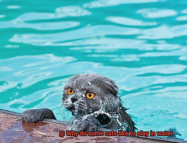 Why do some cats like to play in water-2