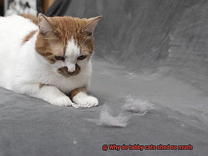 Why do tabby cats shed so much-2