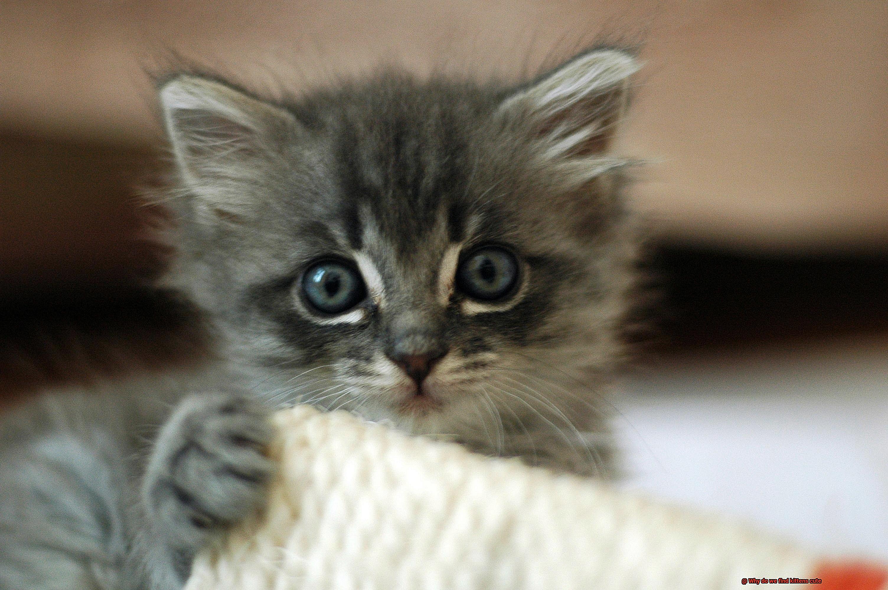 Why do we find kittens cute-2