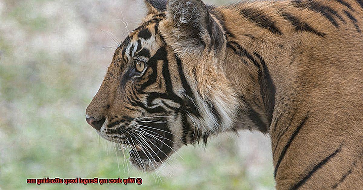 Why does my Bengal keep attacking me-5