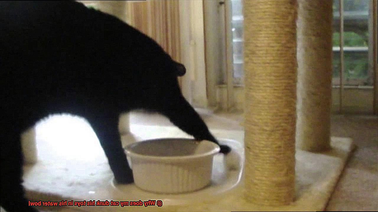 Why does my cat dunk his toys in his water bowl-3