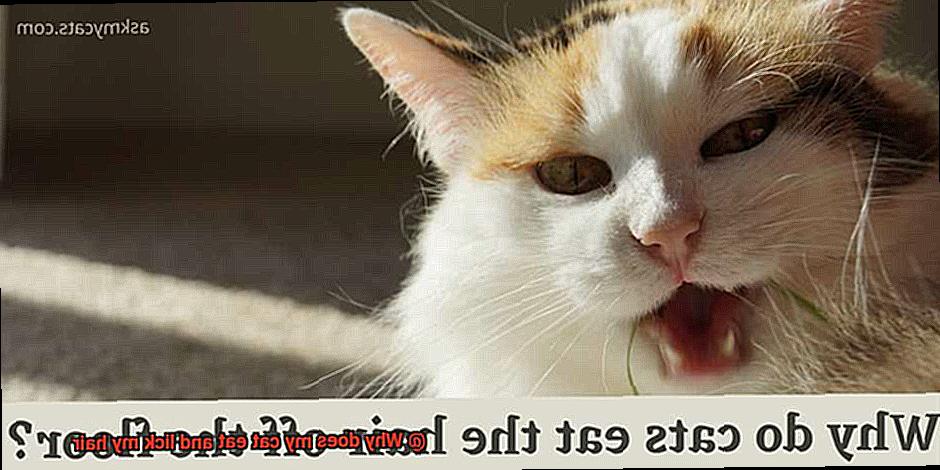 Why does my cat eat and lick my hair-2