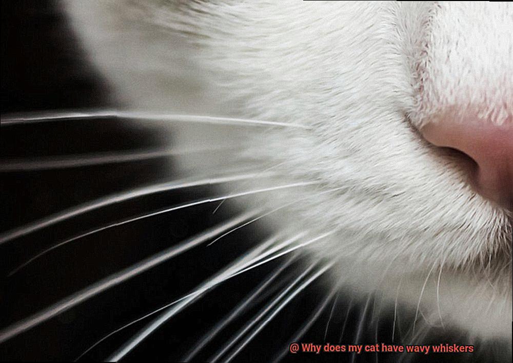 Why does my cat have wavy whiskers-4